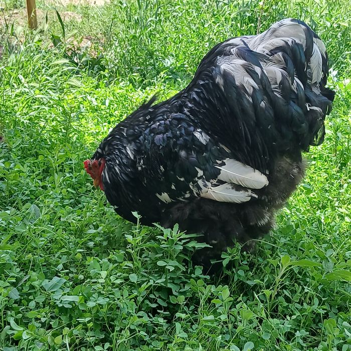 Мрамир брама жаркургон