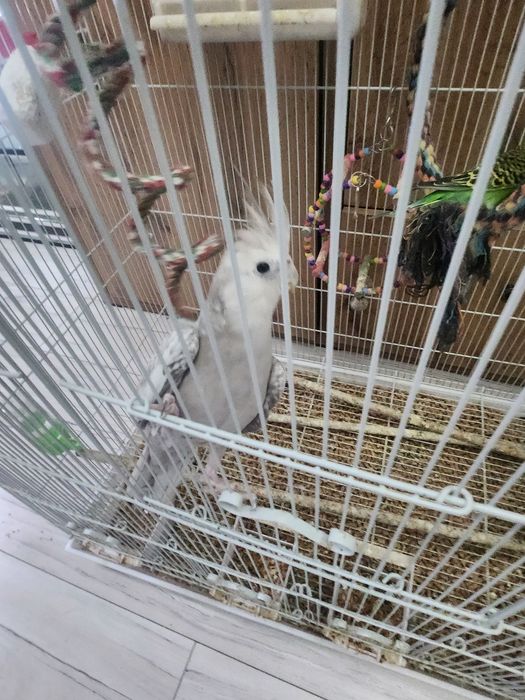 Попугаи кореллы.