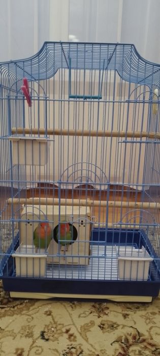 Попугаи неразлучники