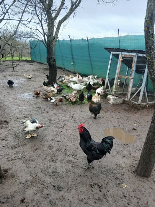 Ouă și păsări de vînzare