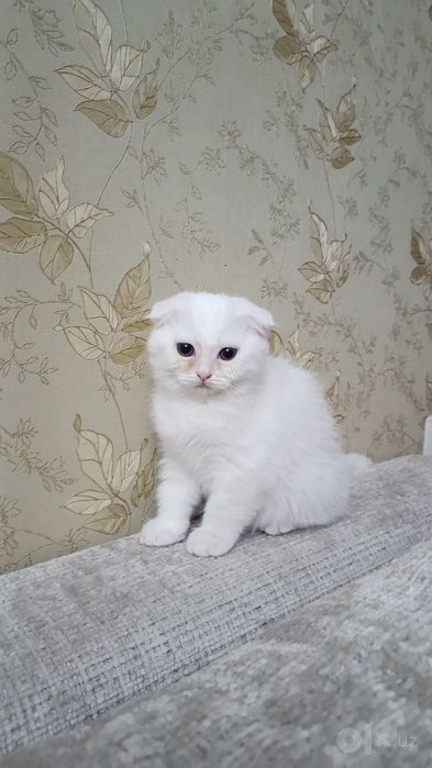 Oq Scottish Fold mushugi