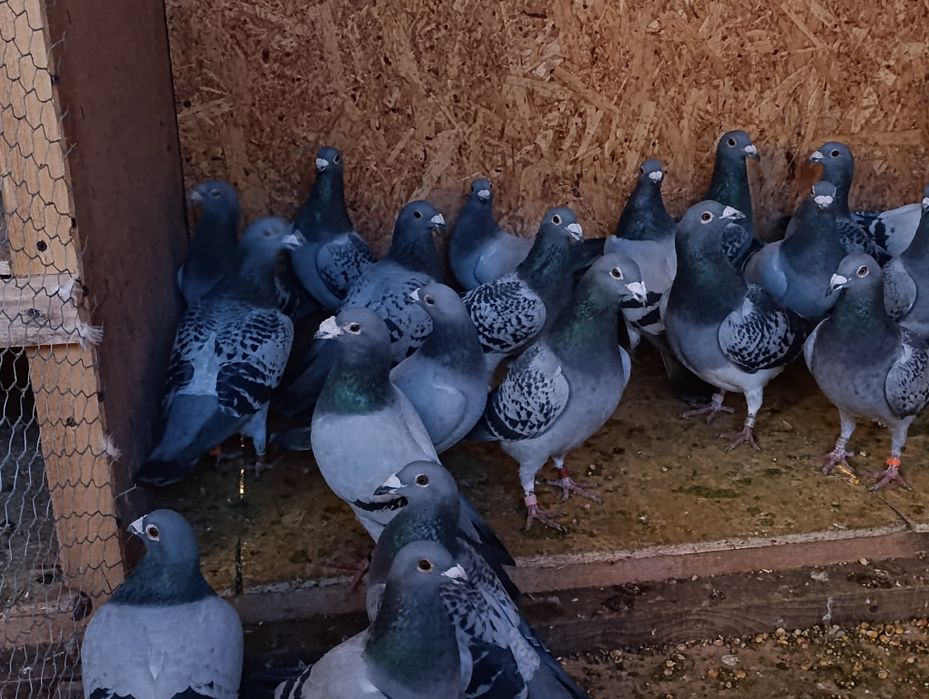 Porumbei voiajori de vânzare