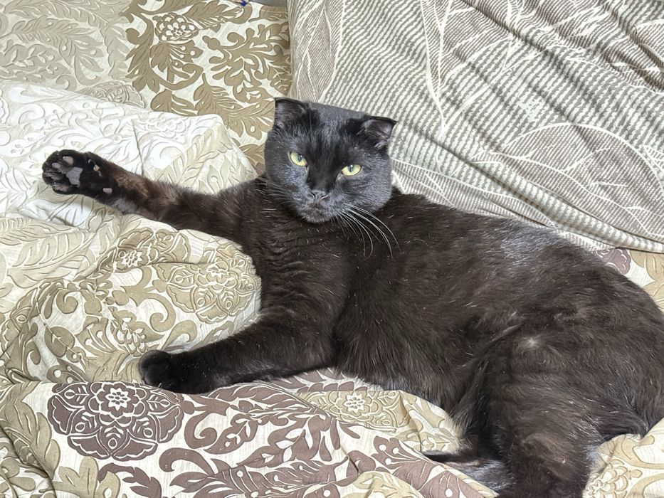 Отдам кота в добрые руки