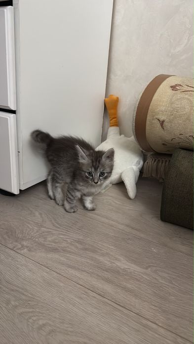 Продам котенька