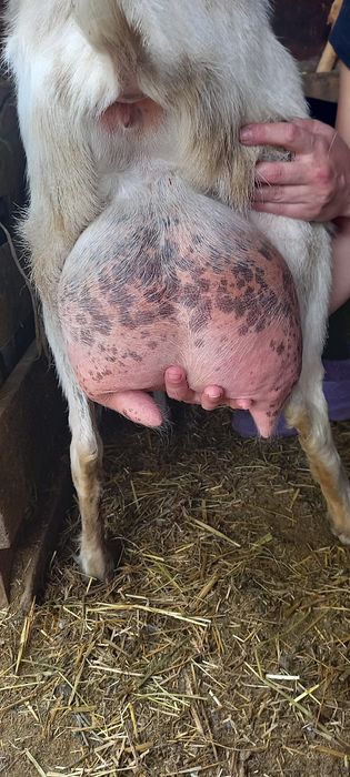 Продам Зааненскую козу.