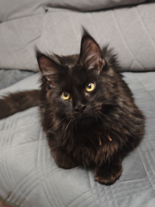 Мейн Кун мальчики