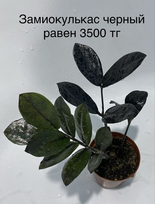 Комнатные растения