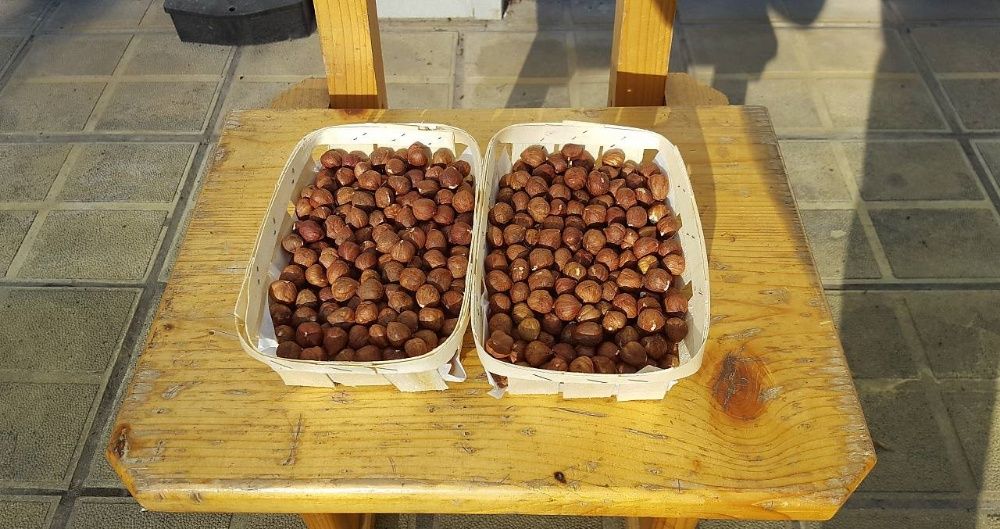 Еко Лешникова ядка - реколта 2025 Вкусна и качествена ядка