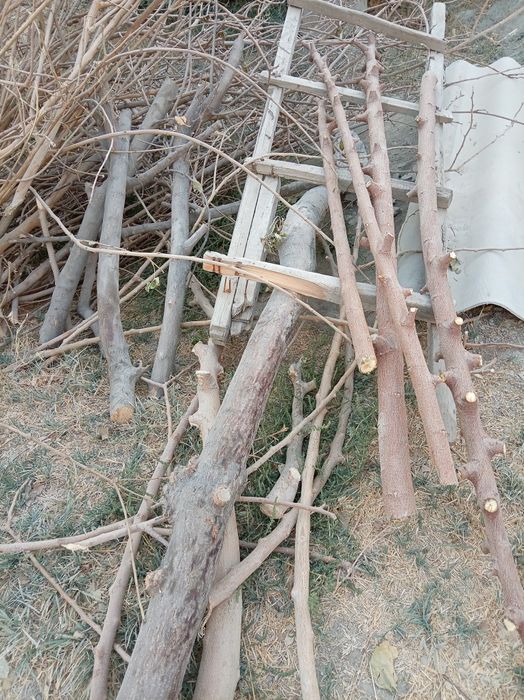 Utinlar sotiladi. Tut daraxt va archa