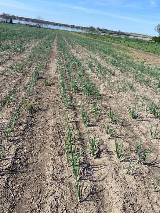 Vând ceapa verde la banda sau la kg necuratata.
