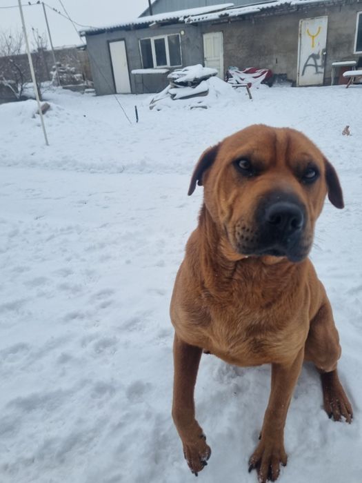 Продам американский шарпеи