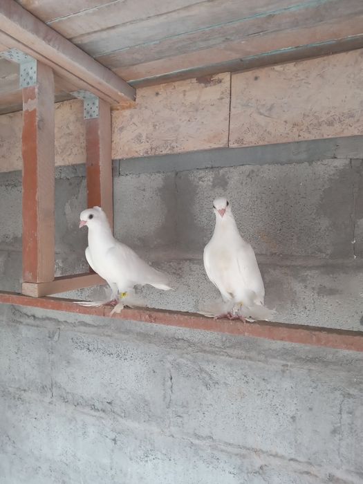Голуби лётные, вольные