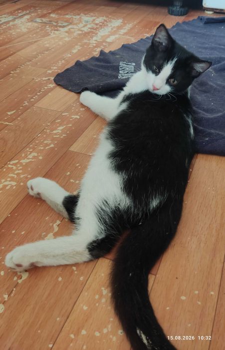 Котят в  хорошие руки