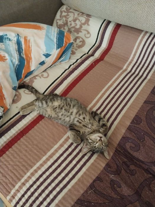 15 кошечек ищут добрый дом! Помогите