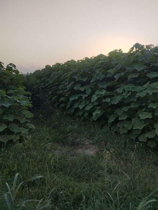 Павлония илдиз каламчалари тайёр.арзони бизда