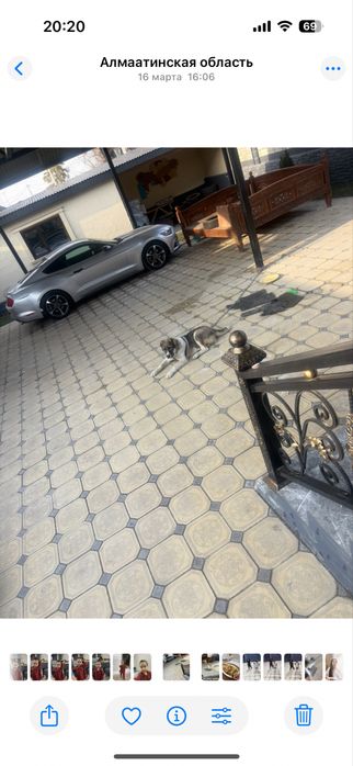 Продается Алабай 4месяц мальчик