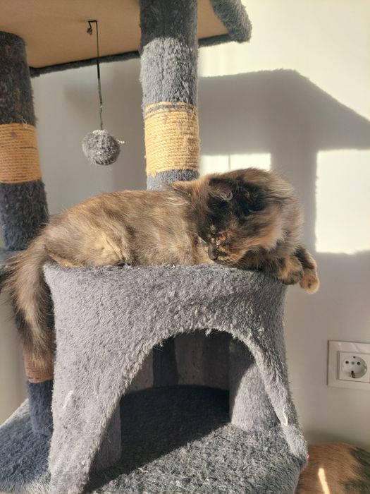 Котенок девочка Ташкент