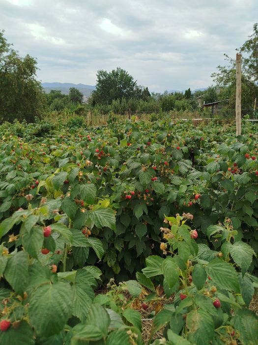 Продам саженцы ремонтантной малины