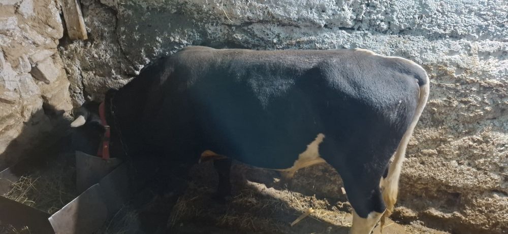 Продам 1,5 годовалого быка