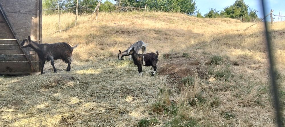 Am de vânzare un țap