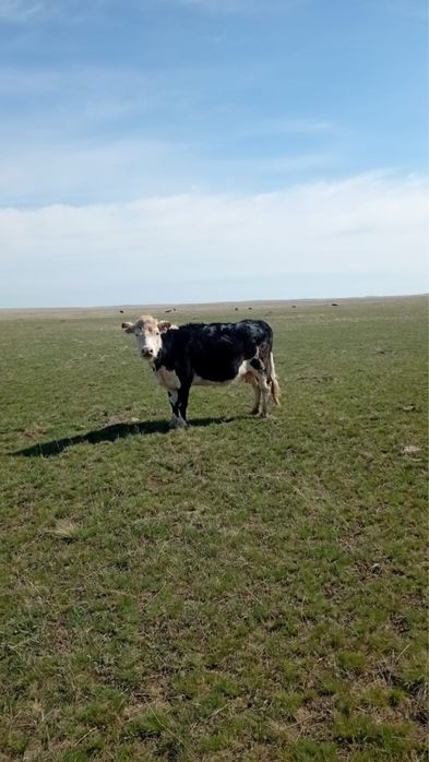 Корова, Сиыр, КРС.