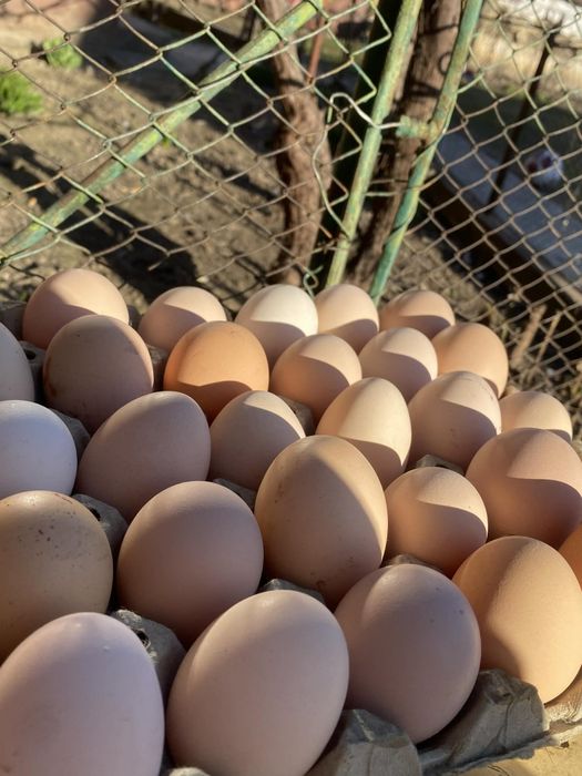 Ouă de casă proaspete- de la găini crescute natural