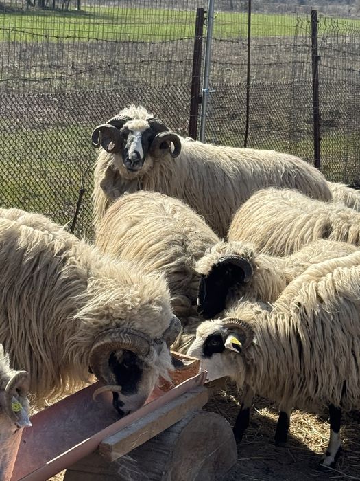 De vanzare 2 berbeci brezi de Hateg