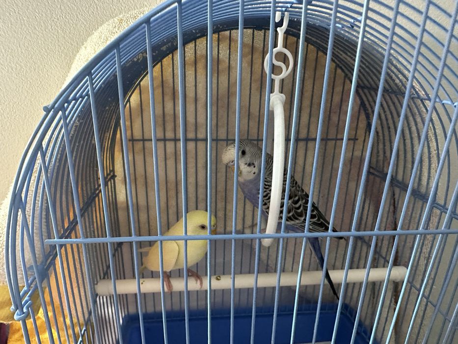 СРОЧНО продам попугаев