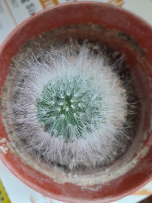 Необыкновенный кактус