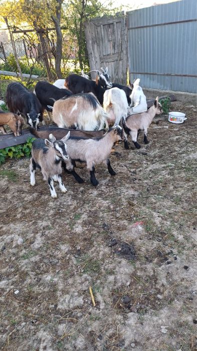 Capre de vanzare si iezii