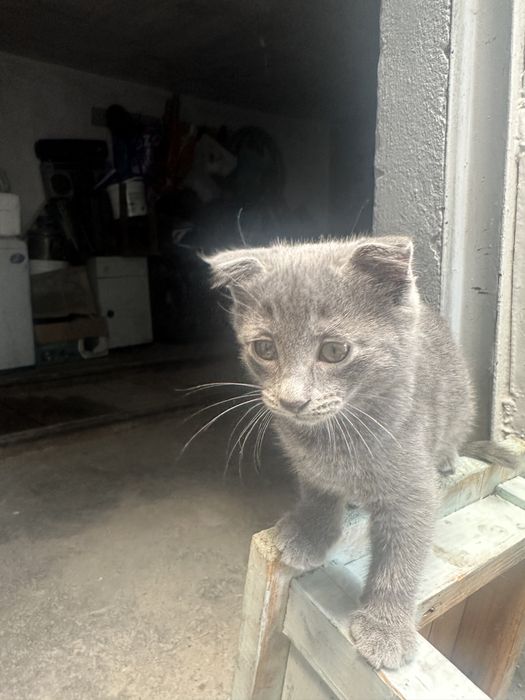 Отдам котенка в добрые руки