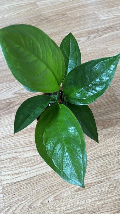 Комнатные растенич