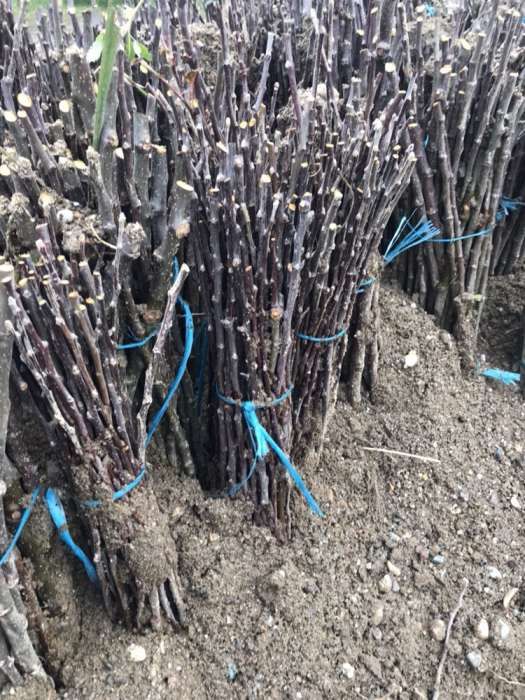Mar MM 106, corcodus , peri salbatici , marcota gutui BA 26 Arad • OLX.ro