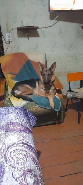 Avcharka qiz bola 1 yosh