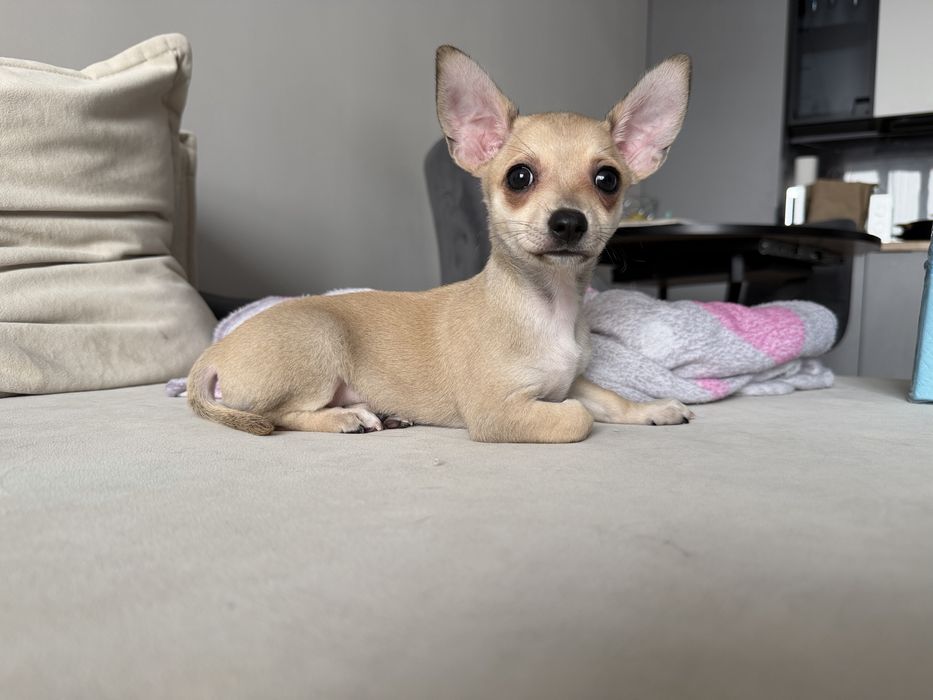 Продам щенка чихуахуа