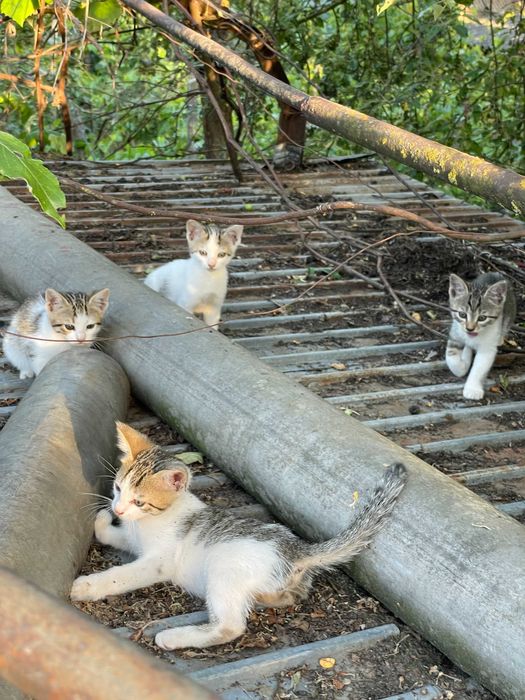 Pisoi pentru adoptie