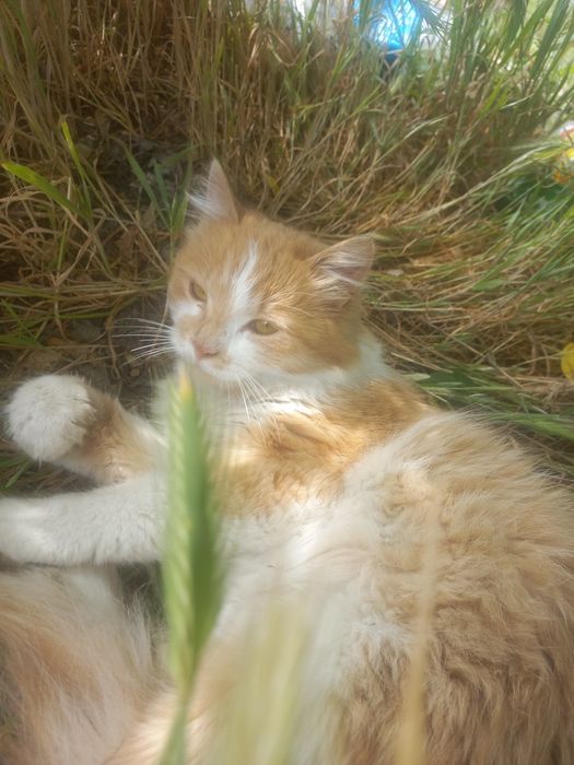 Отдам даром котенка