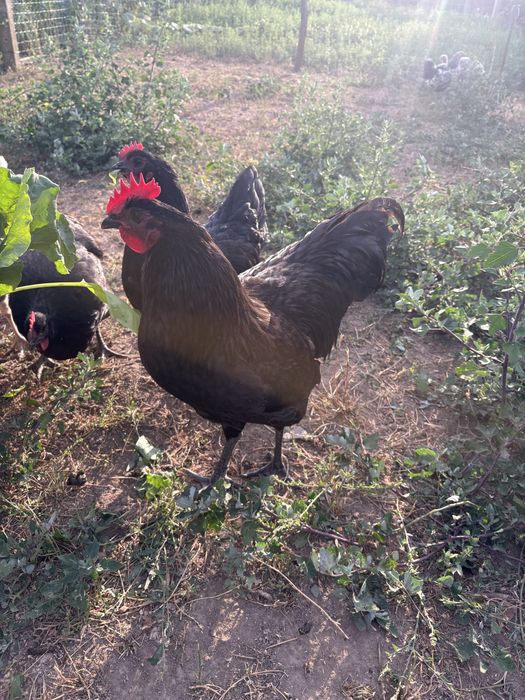 Cocosi si gaini mari si pitici autralorp rasa curata