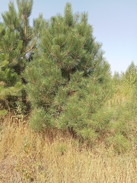 Сосна крымская 4+