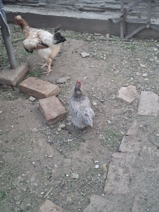 De vanzare gaini cochinchina si pitice