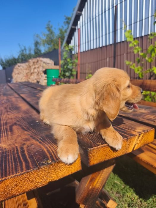 Golden retriever 8 săptămâni