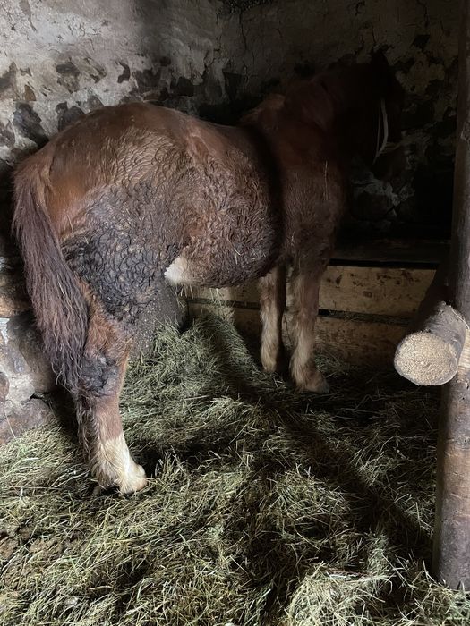 Vând mânz de 9 luni