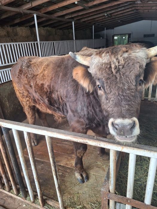 Бұқа сатылады саудасы бар