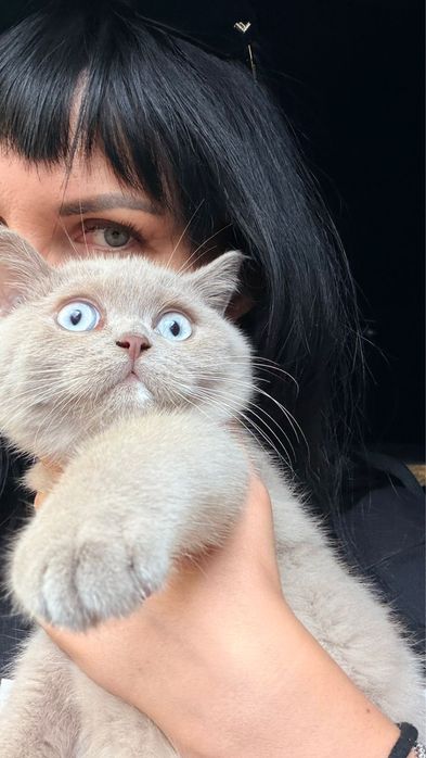 Британский котенок из элитного питомника