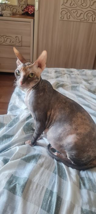 Котенок породы Сфинкс