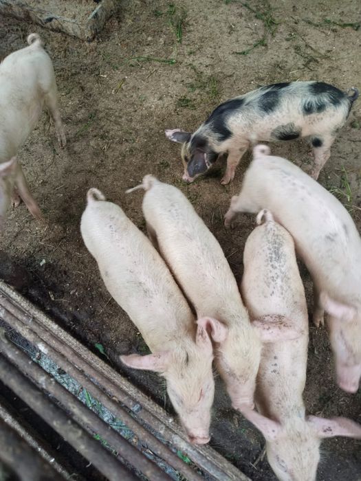 Продам 1,5 месячных поросят
