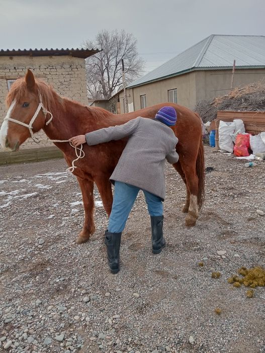 Сауын бие сатылады .