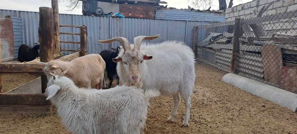 Занен тебе сатылады