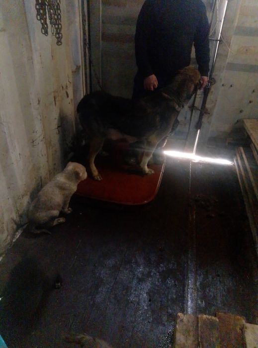 Продаются щенки мойнака  внуки