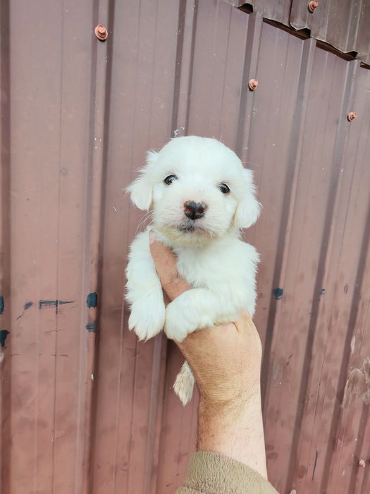 Cățeluș alb din rasa bichon maltez mini
